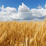 حصاد: استثمارات استراتيجية دولية ومحلية واتفاقيات مع كبرى المؤسسات العالمية لتوفير جميع احتياجات السوق المحلي من الحبوب والقمح